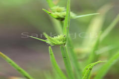 Cyperus squarrosus